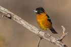 Black-headed grosbeak Art Print